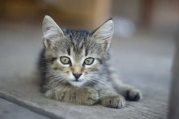 Portrait of a kitten