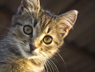 Portrait of a kitten