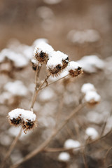 Snow Covered Plant On A Snowy Day