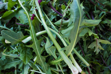 Fresh chicory at the market.