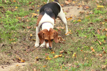 A beagle puppy sniffing the ground