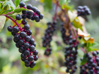 Close-up Phytolacca americana, plant, the American pokeweed or pokeberry on natural blurred background, selective focus