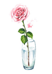 Pink rose flower in a glass vase. Watercolor hand drawn illustration,  isolated on white background