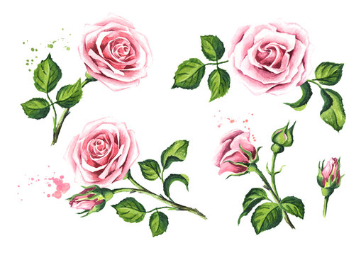 Pink rose flower set. Design elements for cards, invitations and textile. Watercolor hand drawn illustration,  isolated on white background