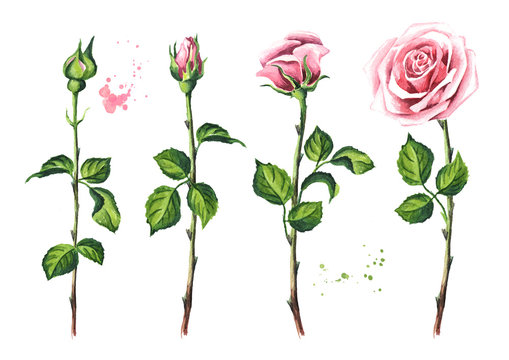 Pink rose flower set. Watercolor hand drawn illustration,  isolated on white background