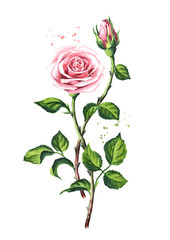 Pink roses. Watercolor hand drawn illustration,  isolated on white background