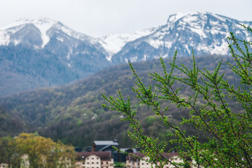 Tree with green leaves on a background of snowy mountains. Krasnaya Polyana, Sochi, Russia