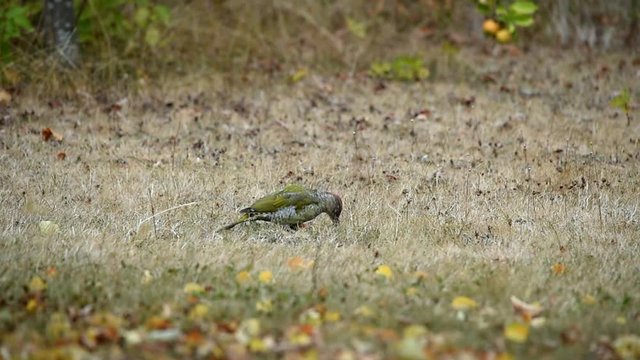 Gr&uuml;nspecht sucht Ameisen