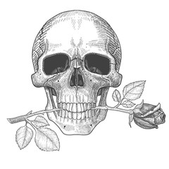 romantic skull in love with a rose in his mouth