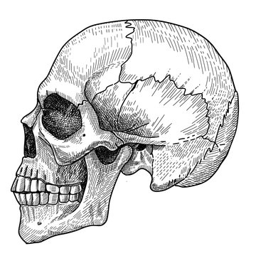 illustration of human skull