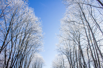 Fototapeta na wymiar Frozen tree branches. White frost in winter on a branch.