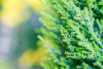 Close up of green leaf bush under sunlight. Nature background concept.