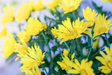 Close up of beautiful yellow flower with green leaf. Nature background.