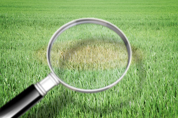 Magnifying glass with green grass background - Grass disease concept image