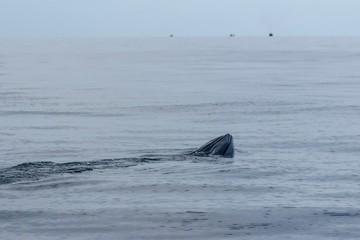 Obraz premium Bryde’s whale in Gulf of Thailand. Swimming and eating planktons. Huge mammal in the sea.