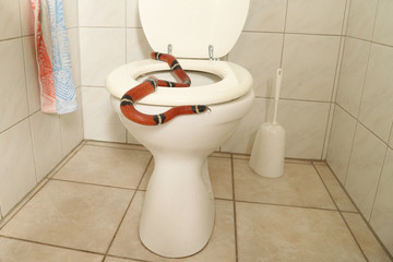 eine Schlange kommt durch die Rohrleitung aus der Toilette ins Badezimmer