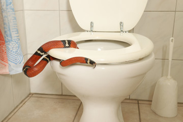 eine Schlange kommt aus der Toilette und umschlingt den WC Deckel