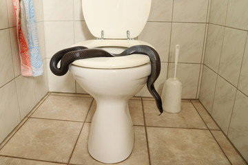 eine schwarze Schlange kriecht aus der Toilette heraus in eine Wohnung