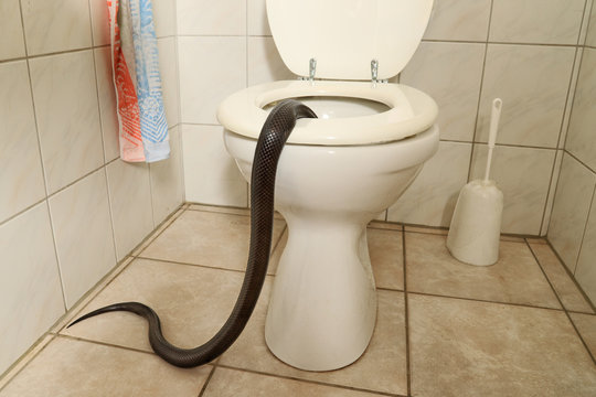 eine schwarze Schlange im Badezimmer kriecht in die Toilette