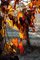 Background of orange-yellow leaves touched by the first frost.