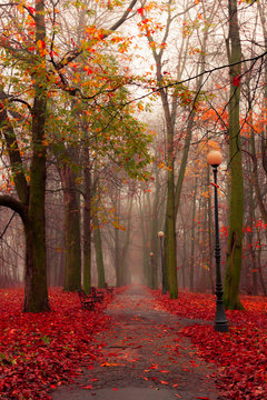 Kolory listopada w parku miejskim