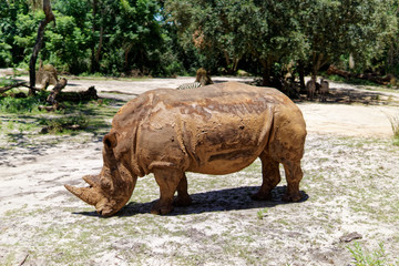 White Rhino at Animal Kingdom 