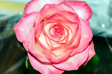 rose flower on a light background
