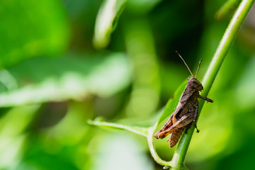 brown grasshopper on the tree