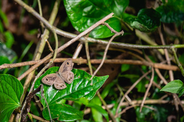brown butterfly on leaf