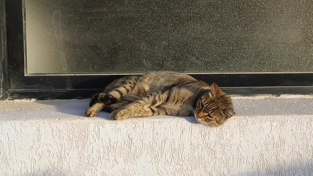 Repos et toilette d'un chat sauvage au soleil de Malte