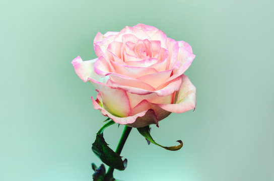 rose flower on a light background
