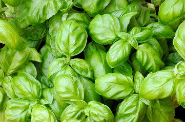 FRESH BASIL