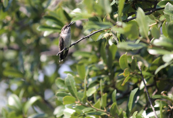 Hummingbird Napping