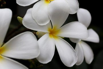 Fototapeta premium White Plumerias in black background in Thailand.