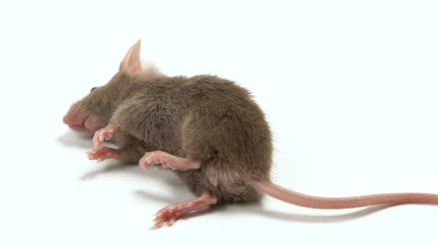 The dead mouse is isolated on a white background