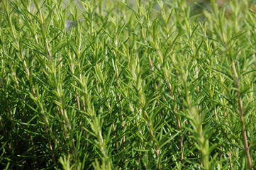 FIELD OF GROWING ROSEMARY