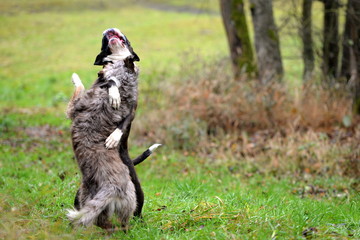 save the last dance for me. Boxer und H&uuml;tehund aufrecht stehend und sich gegenseitig umklammernd. 