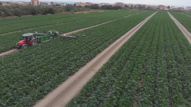  Industrial zucchini harvesting. drone flying around yellow zucchini field