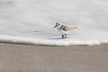 bird on the beach