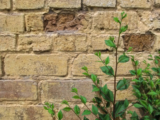 Young sprig of elm 'Ulmus minor' with green foliage against a yellow-brown brick wall. Beautiful...
