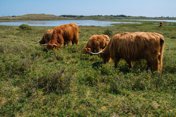 Rinder in Holland