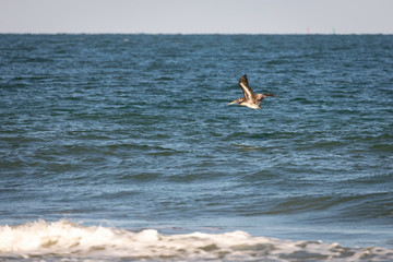 Pelican in flight