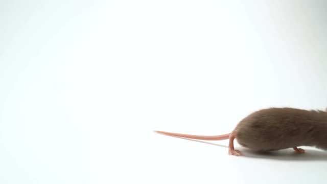 Health, black lab mice, around four weeks old with pure white background