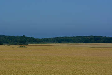 Fototapeta na wymiar grain fields in the summer season
