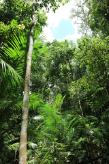 Tropical forest