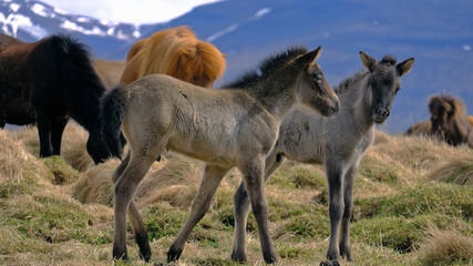 icelandic wild foals