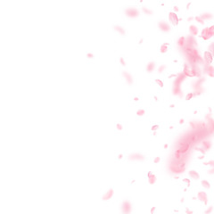 Sakura petals falling down. Romantic pink flowers 