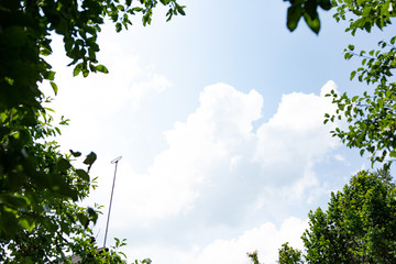 Natural frame of crowns of summer trees against the blue sky, background, copy space