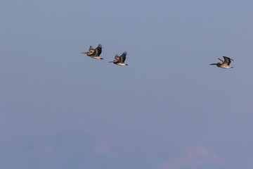 flying pelicans in the sky