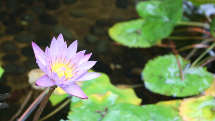 名城公園フラワーガーデン 紫のスイレン